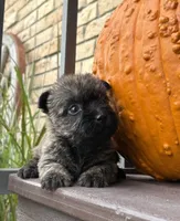Lindy, a female Cairn Terrier for sale in Osborne, KS – 1 of 10