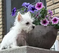 Sully , a male West Highland White Terrier for sale in Osborne, KS – 7 of 10