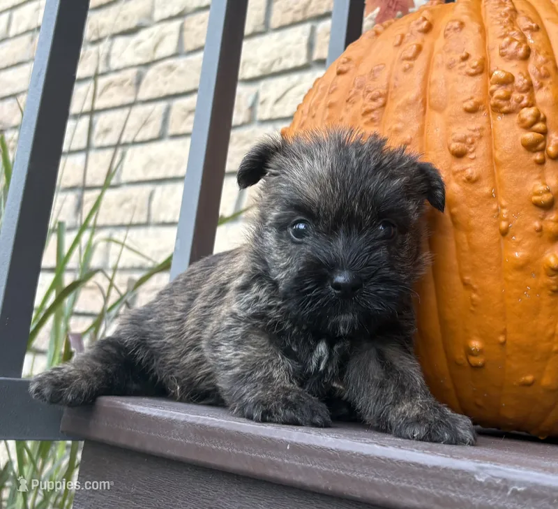Tyler – Cairn Terrier puppy for sale in Osborne, KS