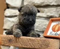 Lindy, a female Cairn Terrier for sale in Osborne, KS – 8 of 10