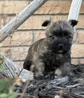 Randa , a female Cairn Terrier for sale in Osborne, KS – 2 of 10