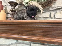 Woodrow, a male Cairn Terrier for sale in Osborne, KS – 2 of 6