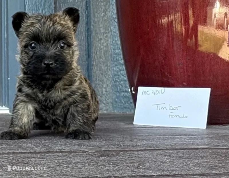 Timber  – Cairn Terrier puppy for sale in Osborne, KS