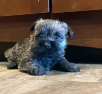 Briggs, a male Cairn Terrier for sale in Osborne, KS – 1 of 10
