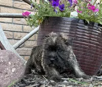 Woodrow, a male Cairn Terrier for sale in Osborne, KS – 6 of 6