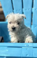 Wallace , a male West Highland White Terrier for sale in Osborne, KS – 3 of 10