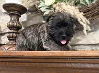 Woodrow, a male Cairn Terrier for sale in Osborne, KS – 3 of 6