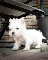 Sully , a male West Highland White Terrier for sale in Osborne, KS – 2 of 10