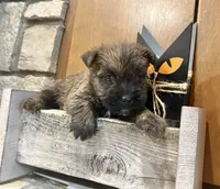 Tyler, a male Cairn Terrier for sale in Osborne, KS – 3 of 10