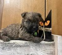Tyler, a male Cairn Terrier for sale in Osborne, KS – 10 of 10