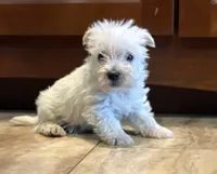 Wallace , a male West Highland White Terrier for sale in Osborne, KS – 10 of 10