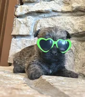 Briggs, a male Cairn Terrier for sale in Osborne, KS – 10 of 10