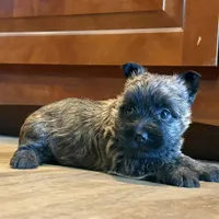 Timber , a female Cairn Terrier for sale in Osborne, KS – 9 of 10