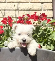 Wallace , a male West Highland White Terrier for sale in Osborne, KS – 4 of 10