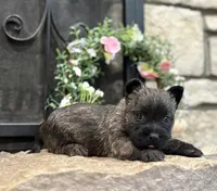 Kirwin, a male Cairn Terrier for sale in Osborne, KS – Photo 6 of 10