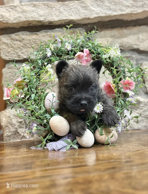 Kirwin, a male Cairn Terrier for sale in Osborne, KS – Photo 1 of 10