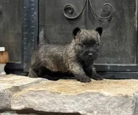 Kirwin, a male Cairn Terrier for sale in Osborne, KS – Photo 5 of 10