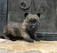 Kirwin, a male Cairn Terrier for sale in Osborne, KS – Photo 7 of 10