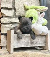 Kirwin, a male Cairn Terrier for sale in Osborne, KS – Photo 9 of 10