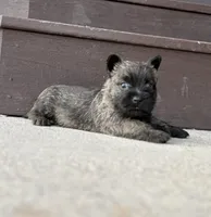 Kirwin, a male Cairn Terrier for sale in Osborne, KS – Photo 2 of 10