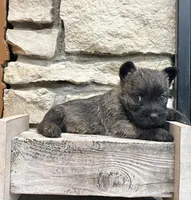 Kirwin, a male Cairn Terrier for sale in Osborne, KS – Photo 10 of 10