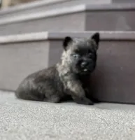 Kirwin, a male Cairn Terrier for sale in Osborne, KS – Photo 3 of 10