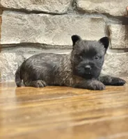 Kirwin, a male Cairn Terrier for sale in Osborne, KS – Photo 4 of 10