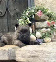 Kirwin, a male Cairn Terrier for sale in Osborne, KS – Photo 8 of 10