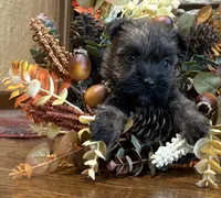 Tyler, a male Cairn Terrier for sale in Osborne, KS – 2 of 10