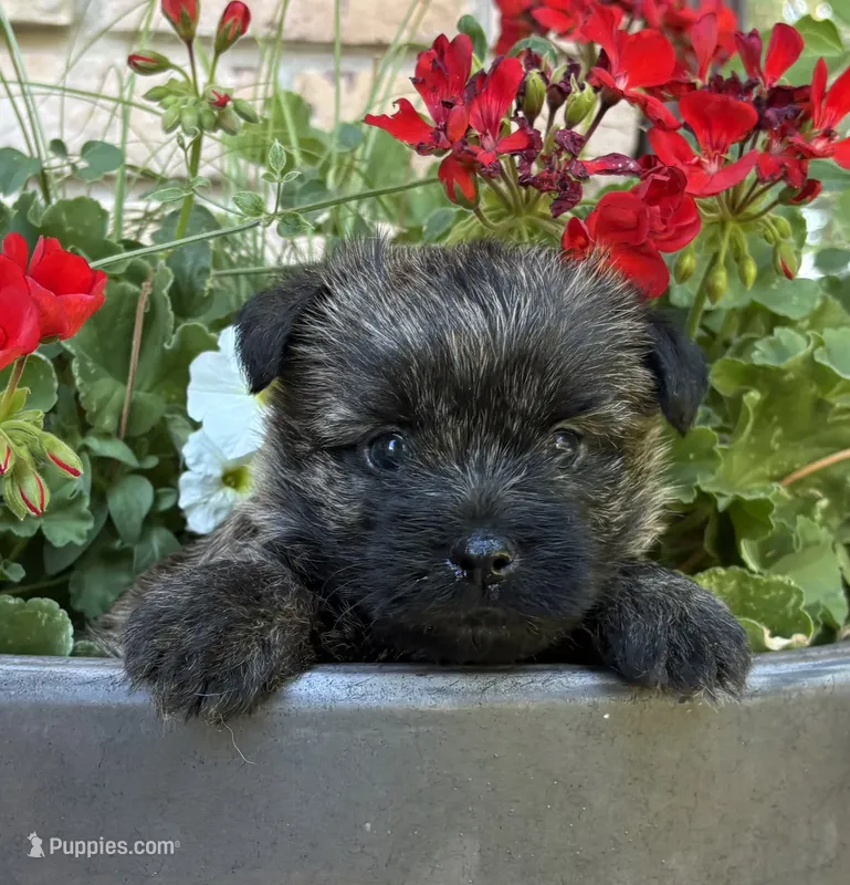 Harriet – Cairn Terrier puppy for sale in Osborne, KS