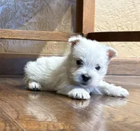 Boomer , a male West Highland White Terrier for sale in Osborne, KS – 7 of 10