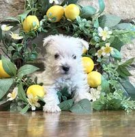 Wallace , a male West Highland White Terrier for sale in Osborne, KS – 8 of 10