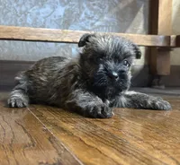 Tyler, a male Cairn Terrier for sale in Osborne, KS – 9 of 10