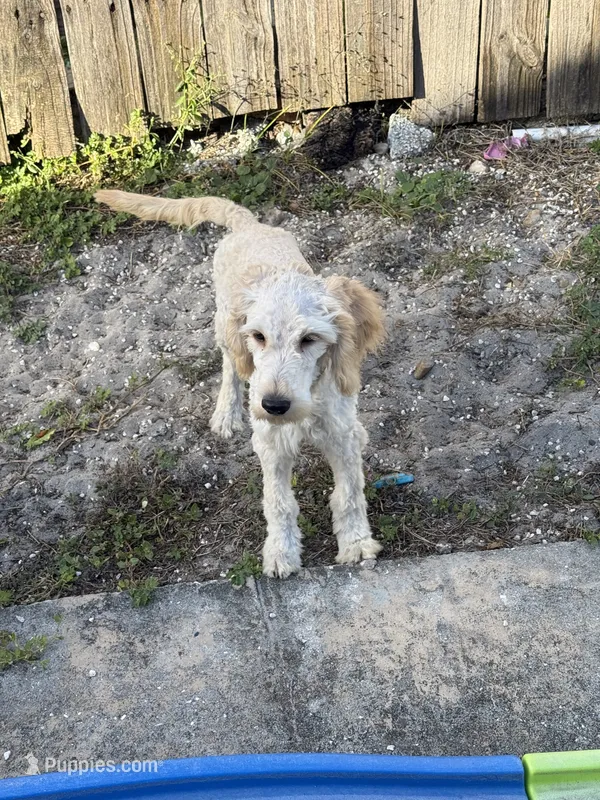 Peter, a male Goldendoodle for sale in Plant City, FL – 1 of 2