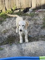 Peter, a male Goldendoodle for sale in Plant City, FL – 1 of 2