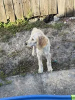 Peter, a male Goldendoodle for sale in Plant City, FL – 2 of 2