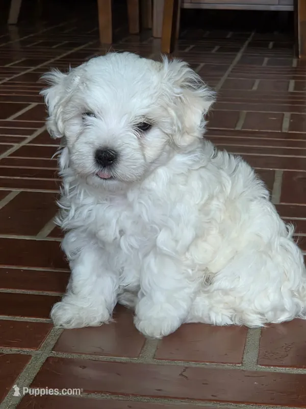 Wasabi – Maltese puppy for sale in Tulsa, OK