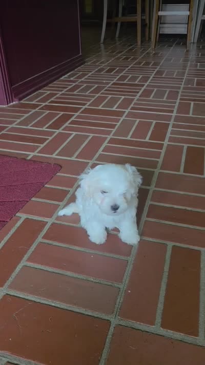 Wasabi, a male Maltese for sale in Tulsa, OK – 2 of 2