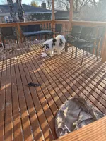 Dacota , a male Pomsky for sale in Cincinnati, OH – Photo 5 of 10