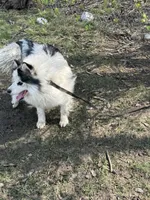 Dacota , a male Pomsky for sale in Cincinnati, OH – Photo 9 of 10
