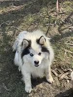 Dacota , a male Pomsky for sale in Cincinnati, OH – Photo 3 of 10