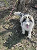 Dacota , a male Pomsky for sale in Cincinnati, OH – Photo 8 of 10