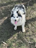 Dacota , a male Pomsky for sale in Cincinnati, OH – Photo 7 of 10