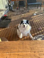 Dacota , a male Pomsky for sale in Cincinnati, OH – Photo 10 of 10