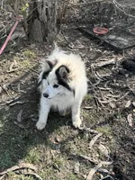 Dacota , a male Pomsky for sale in Cincinnati, OH – Photo 4 of 10