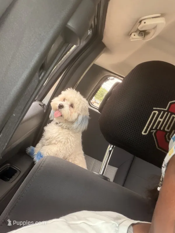 Creme – Bichon Frise puppy for sale in Dayton, OH