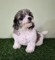 Chevelle, a female Poodle - Miniature  for sale in North Canton, OH – 4 of 10