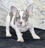 Brent Male AKC French Bulldog, a male French Bulldog for sale in North Canton, OH – 2 of 5