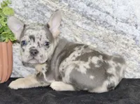 Kent Male AKC French Bulldog, a male French Bulldog for sale in North Canton, OH – 4 of 4