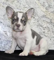 Brent Male AKC French Bulldog, a male French Bulldog for sale in North Canton, OH – 5 of 5